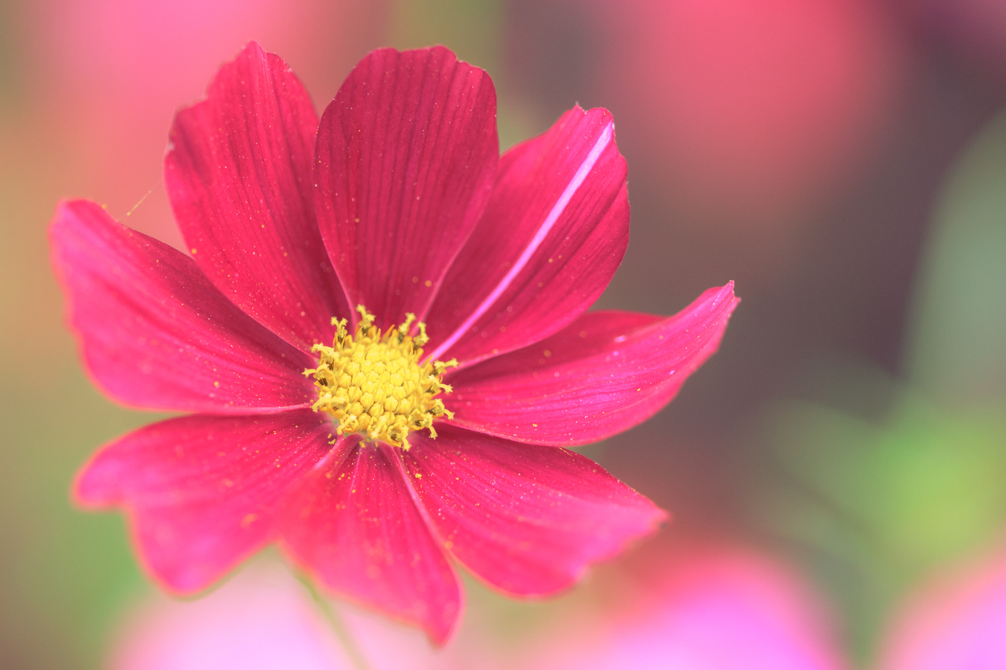 Sigma 105mm F2.8 EX DG OS HSM sample photo. Nature  photography