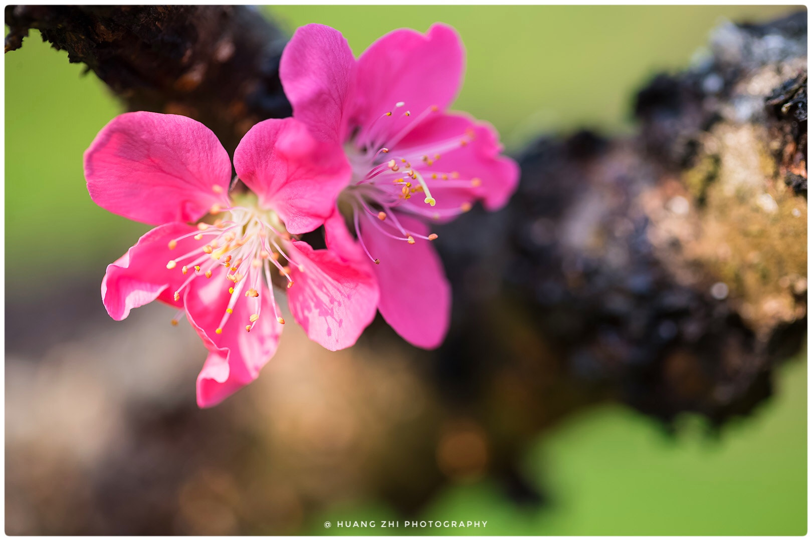 Canon EF 100mm F2.8L Macro IS USM sample photo. The vicissitudes of the branches, rain baptism, peach blossom smile photography
