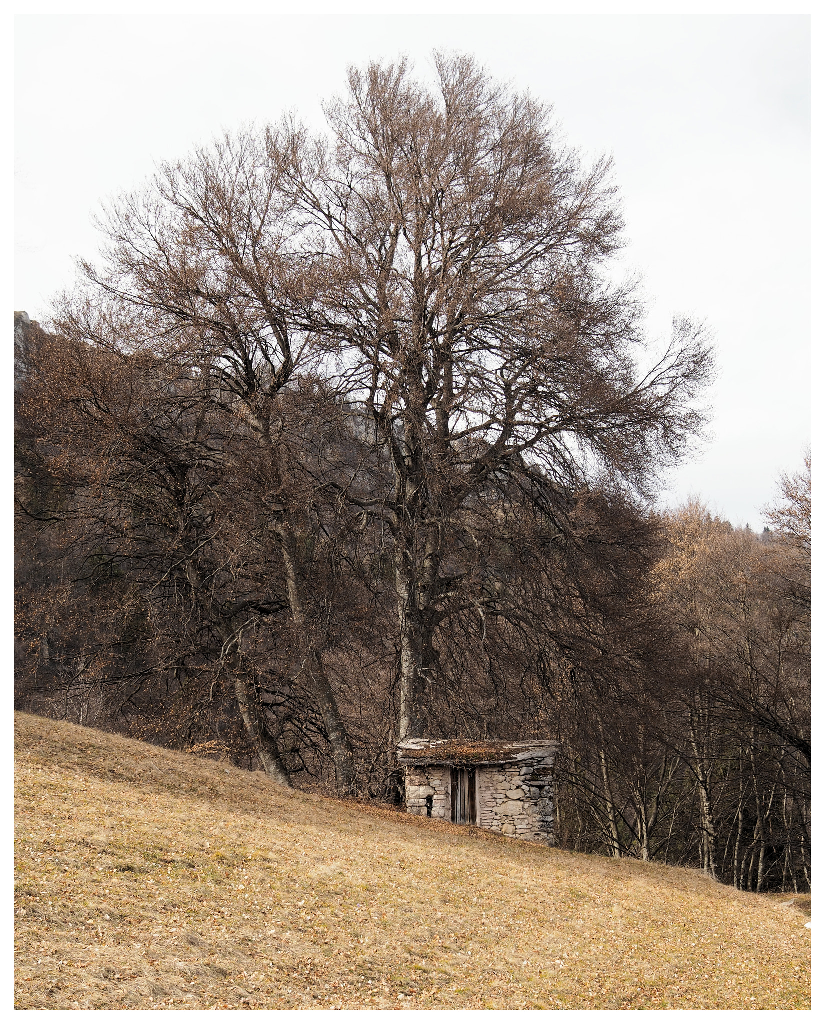 Olympus OM-D E-M10 + Sigma 19mm F2.8 DN Art sample photo. All'ombra del grande faggio 2 photography