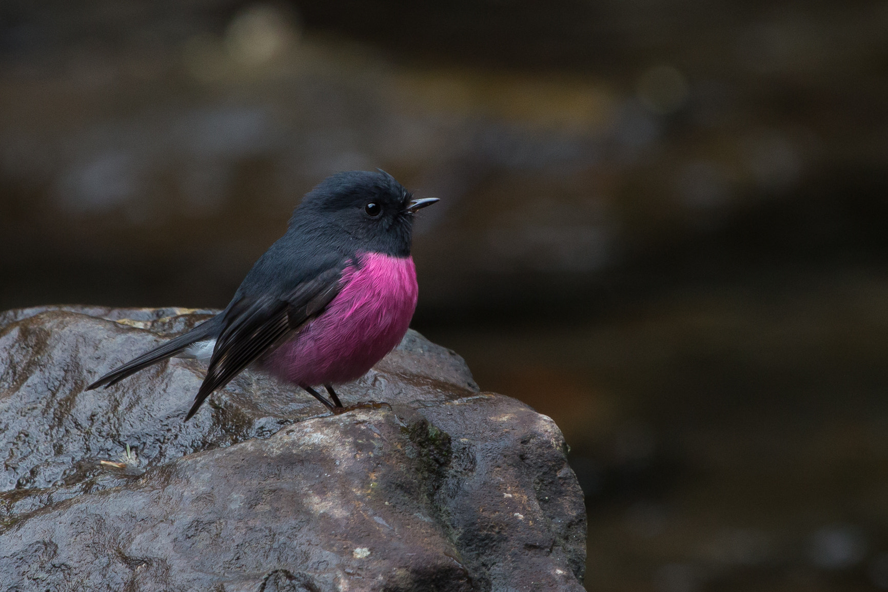 Canon EF 100-400mm F4.5-5.6L IS USM sample photo. Pink robin photography
