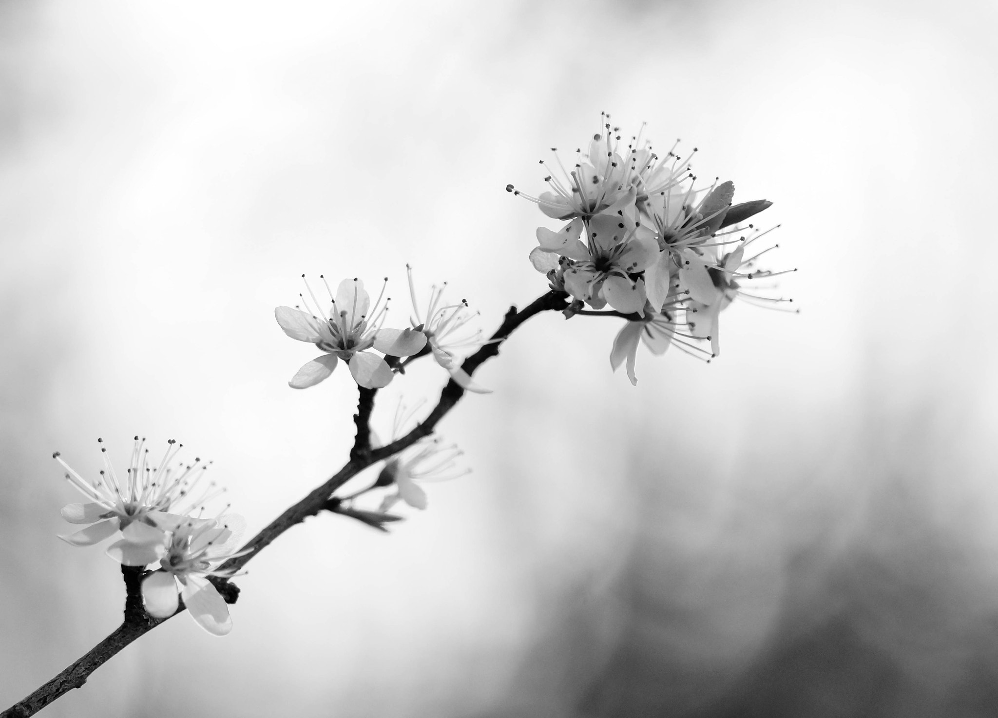Sony SLT-A58 + 105mm F2.8 sample photo. Lumineux photography