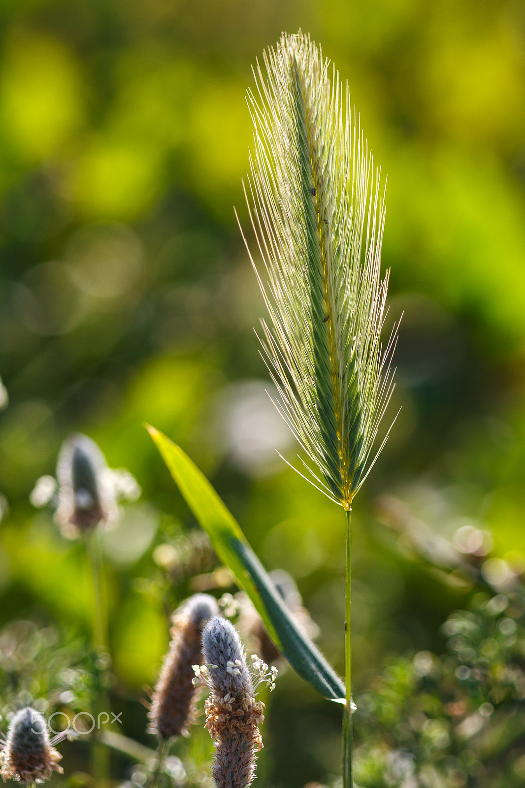 Canon EF 100-200mm f/4.5A sample photo. Espiga photography