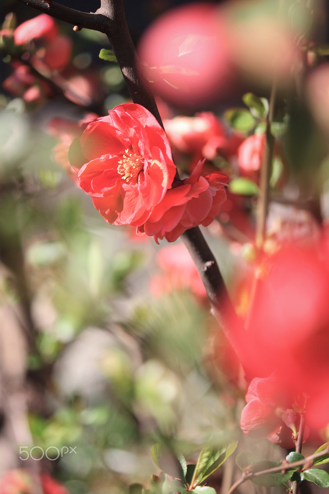 Canon EF-S 55-250mm F4-5.6 IS II sample photo. Spring of passion photography