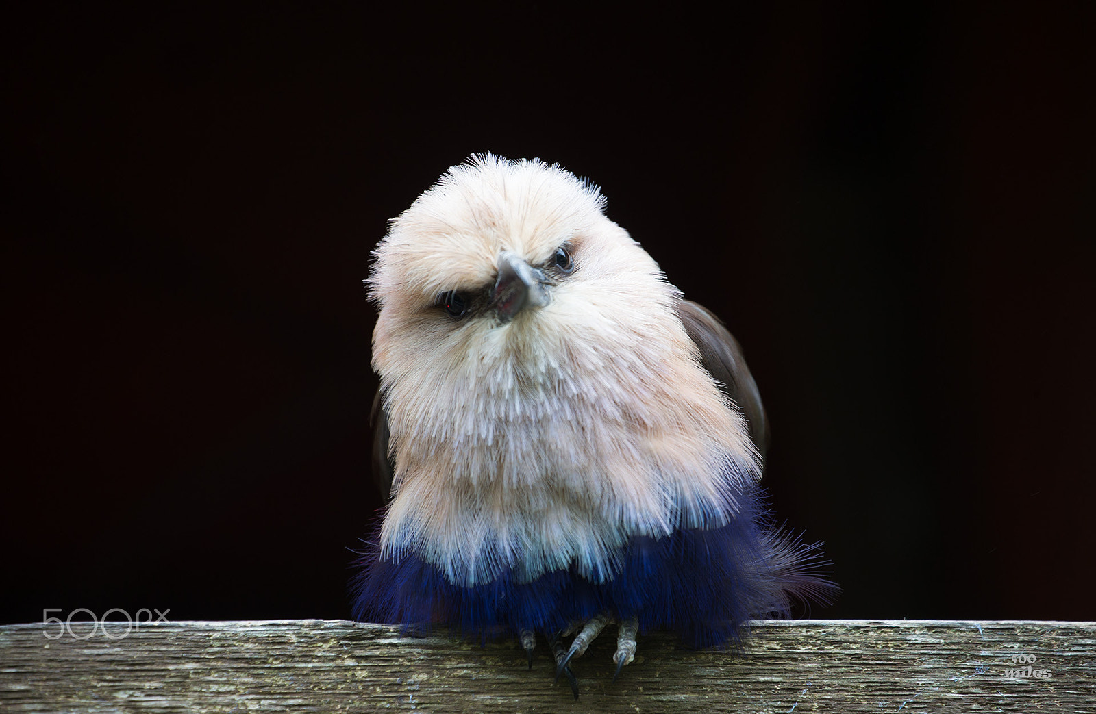 Canon EF 70-300mm F4-5.6L IS USM sample photo. Cute bird photography