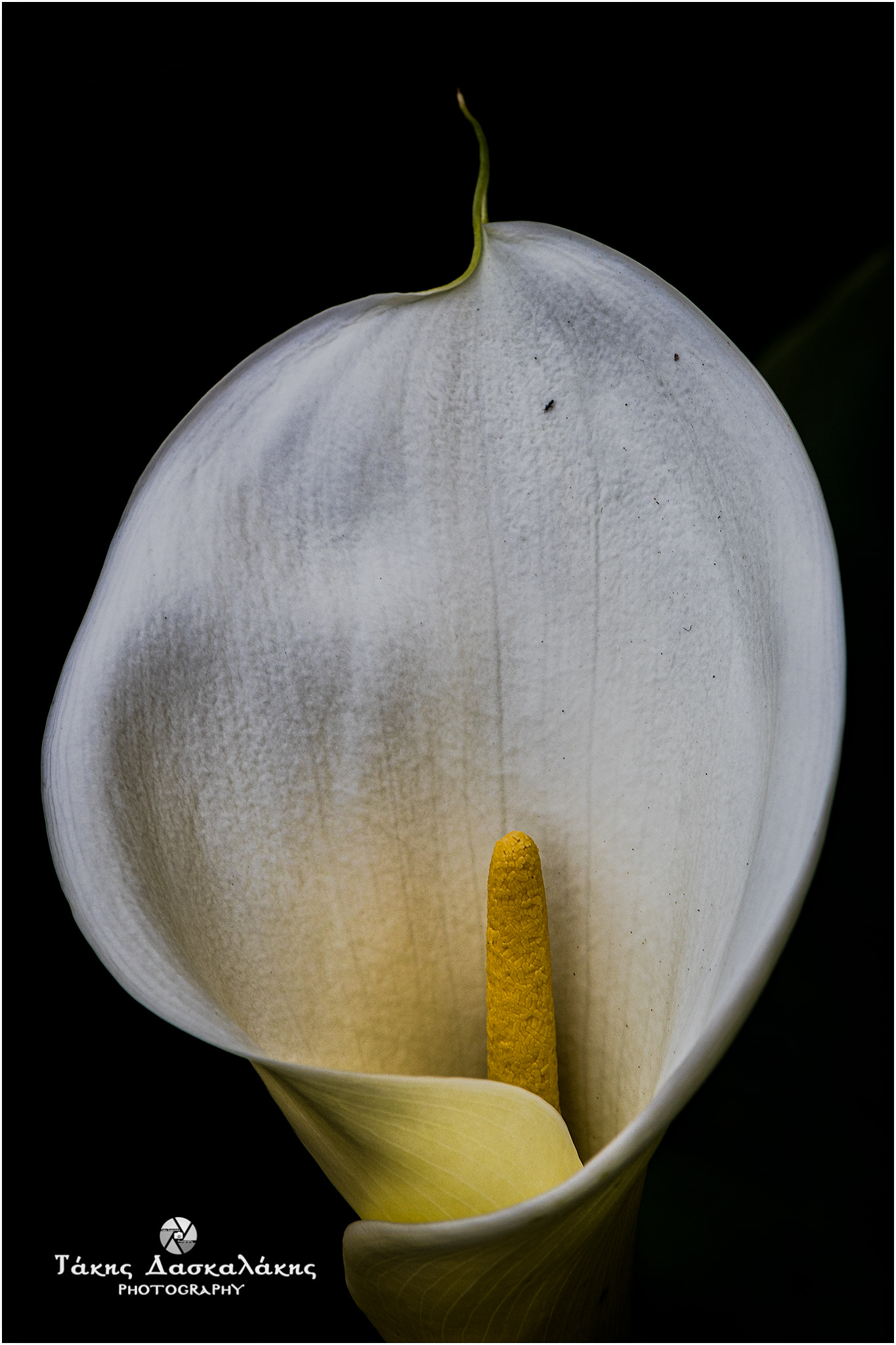 Nikon AF-S Micro-Nikkor 105mm F2.8G IF-ED VR sample photo. Dsc photography