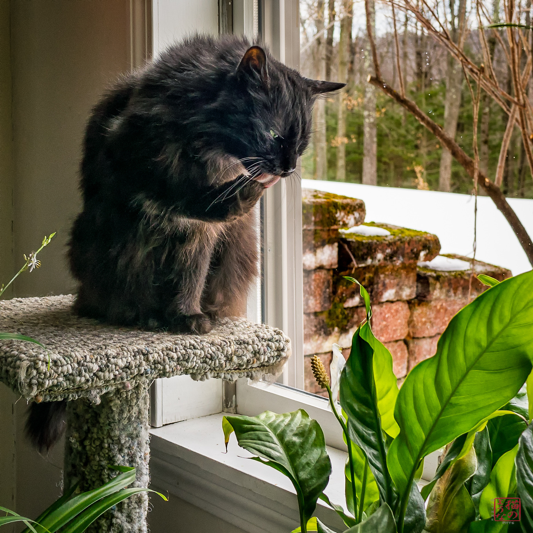 Sony a7 + Sony Sonnar T* E 24mm F1.8 ZA sample photo. Washing by the window photography