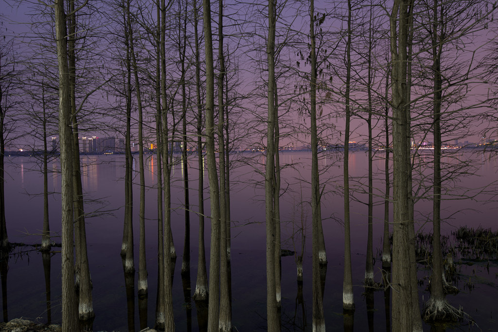 HD PENTAX-D FA 15-30mm F2.8 ED SDM WR sample photo. Trees in water photography