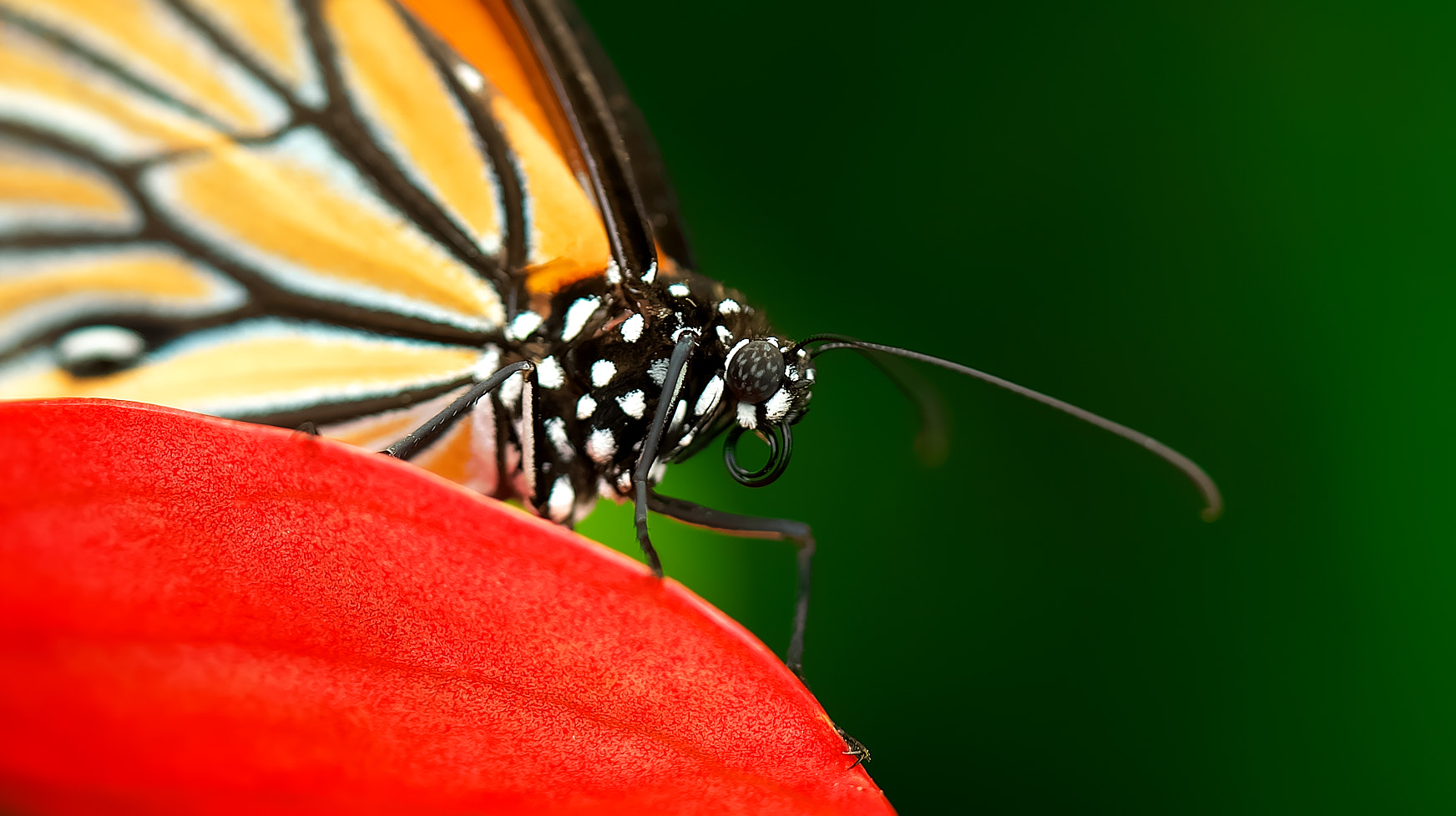 Sony a7R sample photo. Butterfly photography