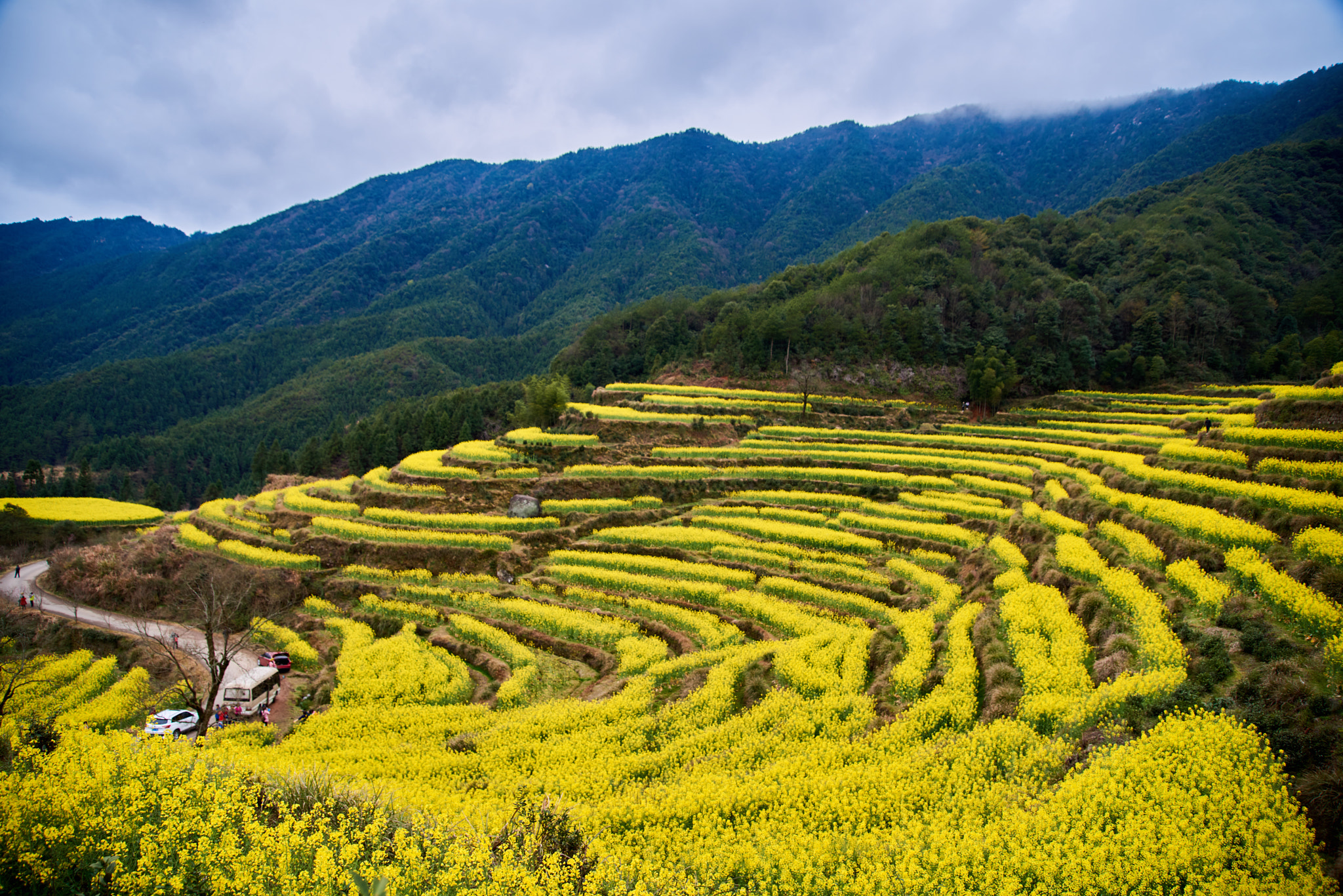 Sigma 24-105mm F4 DG OS HSM Art sample photo. 婺源的春天 photography