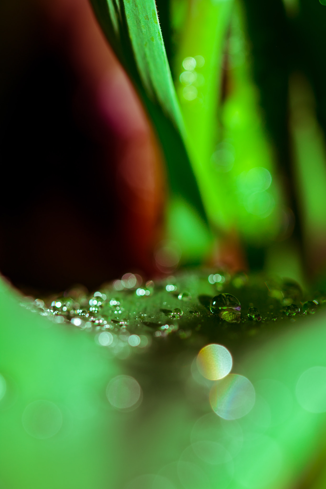 Nikon D7200 sample photo. Water pearl photography