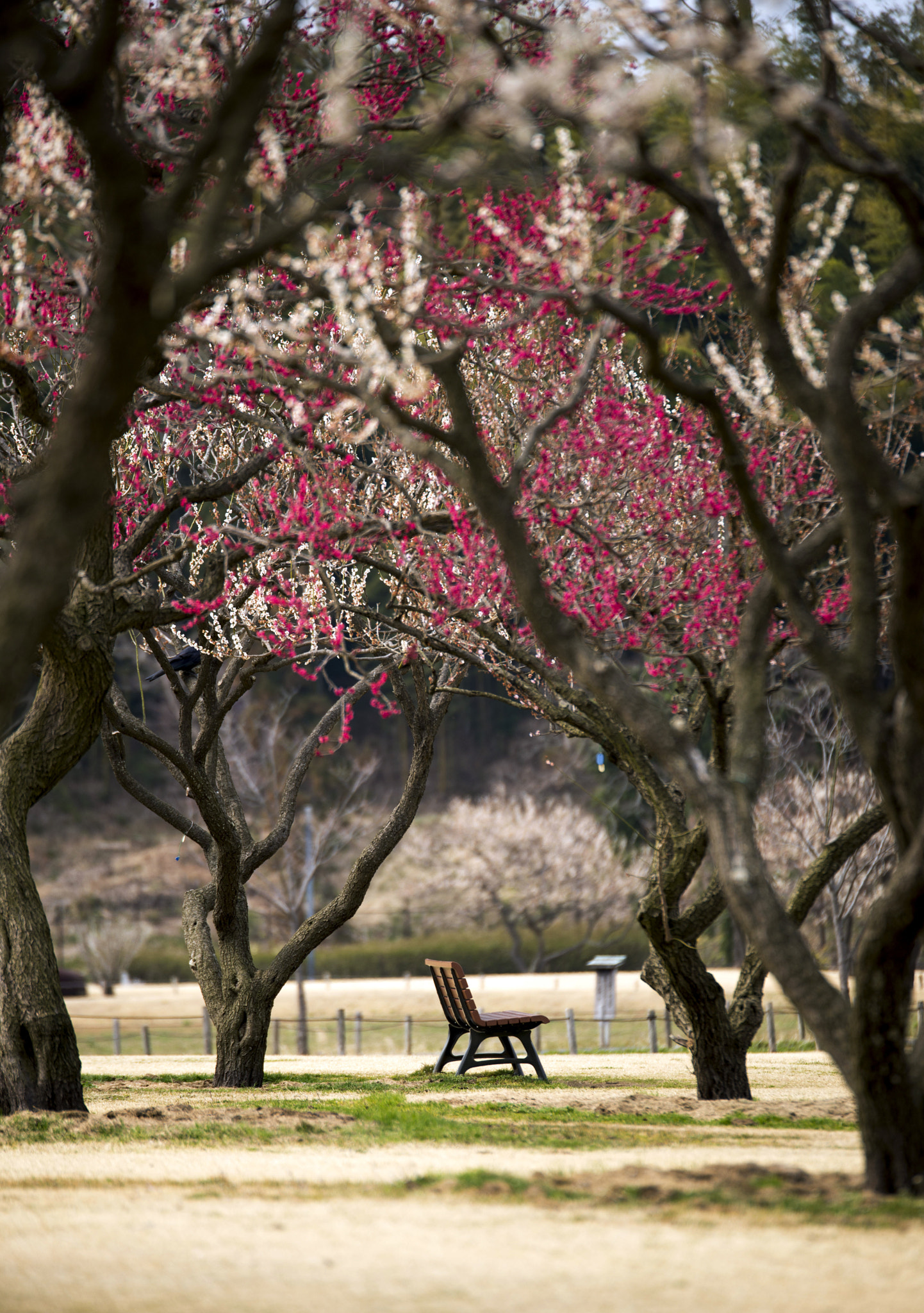 Nikon AF-S Nikkor 70-200mm F2.8G ED VR II sample photo