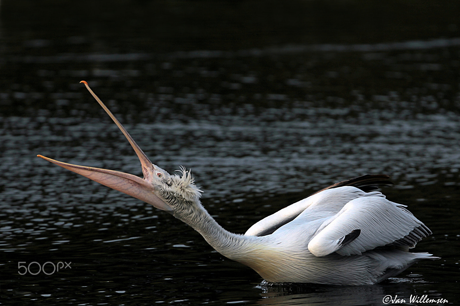Canon EF 300mm F2.8L IS II USM sample photo. Dalmatian pelican photography