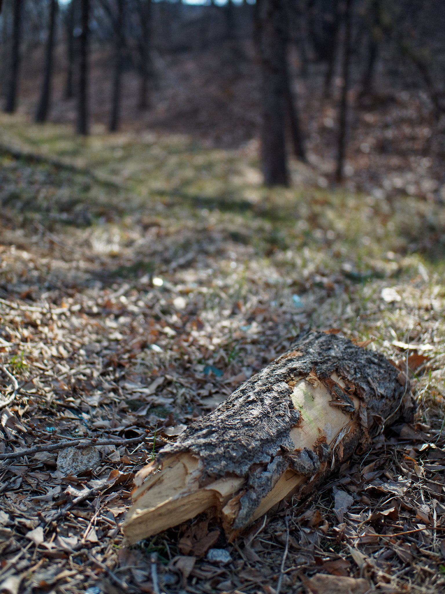OLYMPUS M.25mm F1.2 sample photo. The brokens photography