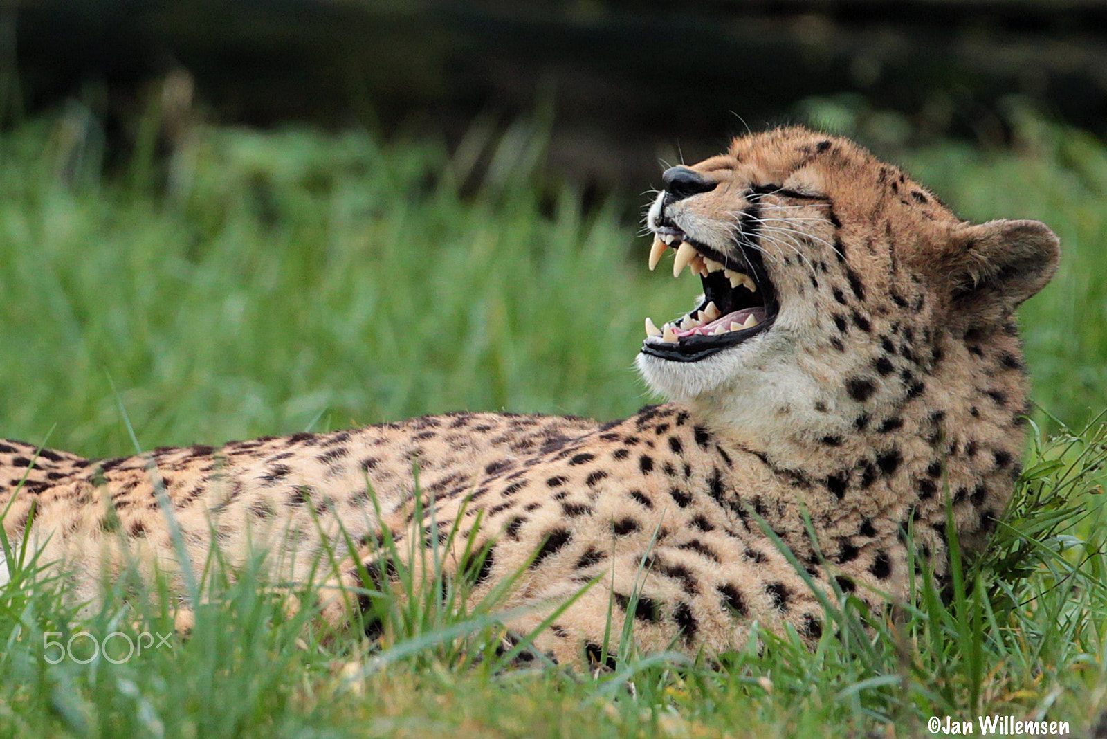 Canon EF 300mm F2.8L IS II USM sample photo. Cheetah photography