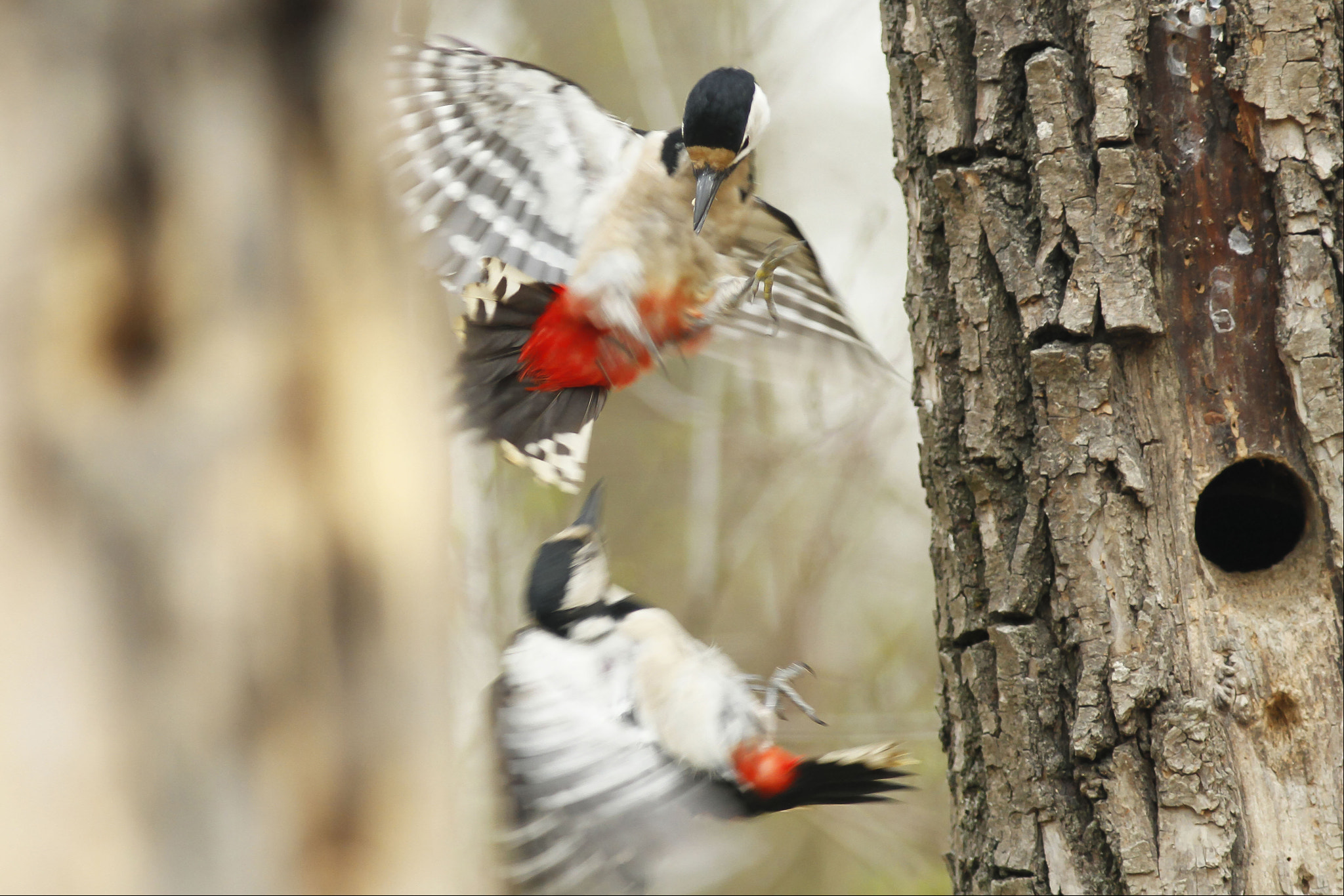 Canon EOS 7D sample photo. Great spotted woodpecker fight photography