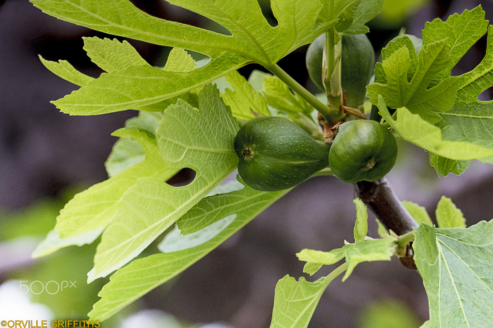 Sony a6300 + Sony FE 24-240mm F3.5-6.3 OSS sample photo. Spring**figs* photography