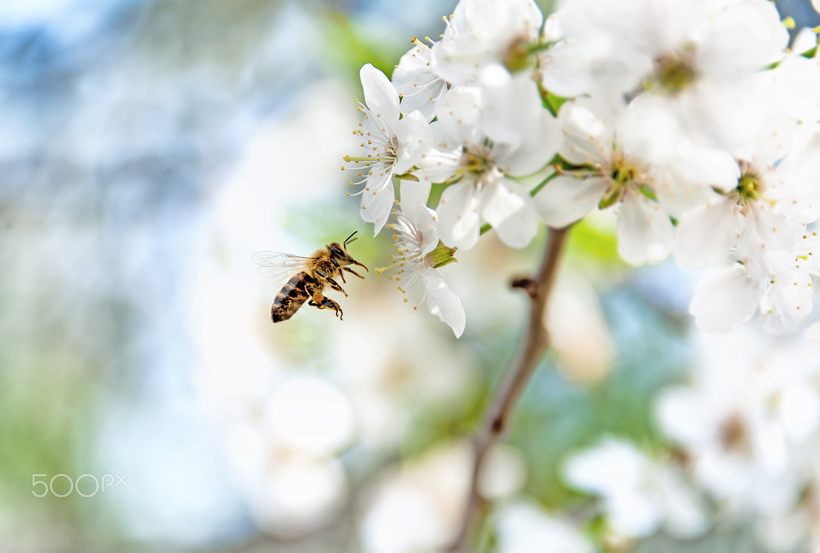 Nikon D700 sample photo. Bee flying to a blooming cherry tree in spring sunny weather photography