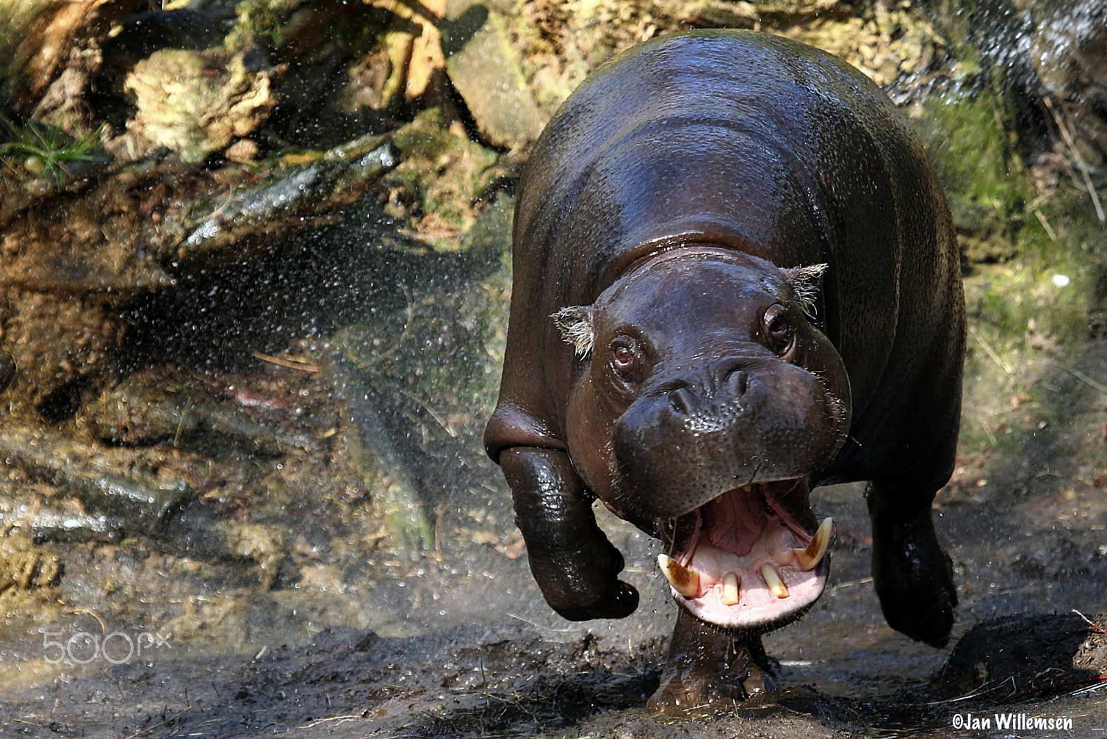 Canon EOS-1D Mark IV + Canon EF 100-400mm F4.5-5.6L IS USM sample photo. Pygmy hippo photography