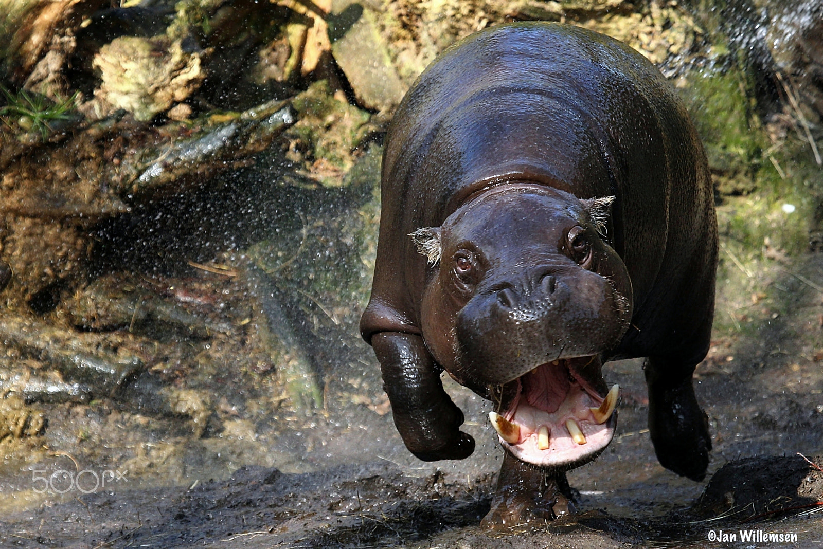 Canon EF 100-400mm F4.5-5.6L IS USM sample photo. Pygmy hippo photography