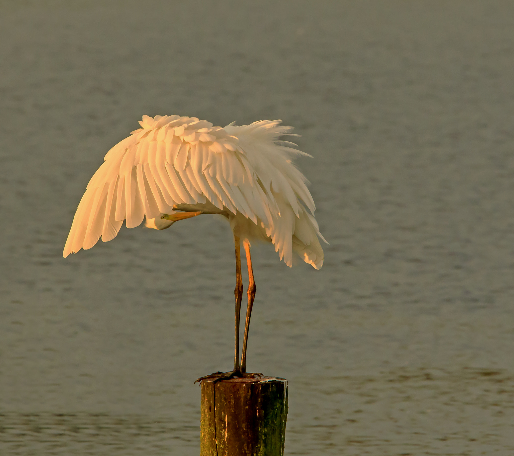 Canon EOS 7D Mark II + Canon EF 300mm F2.8L IS USM sample photo. Western great egret to be brush during sunrise photography