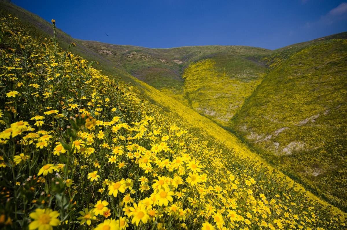 Nikon D7000 sample photo. Hillside daisy photography