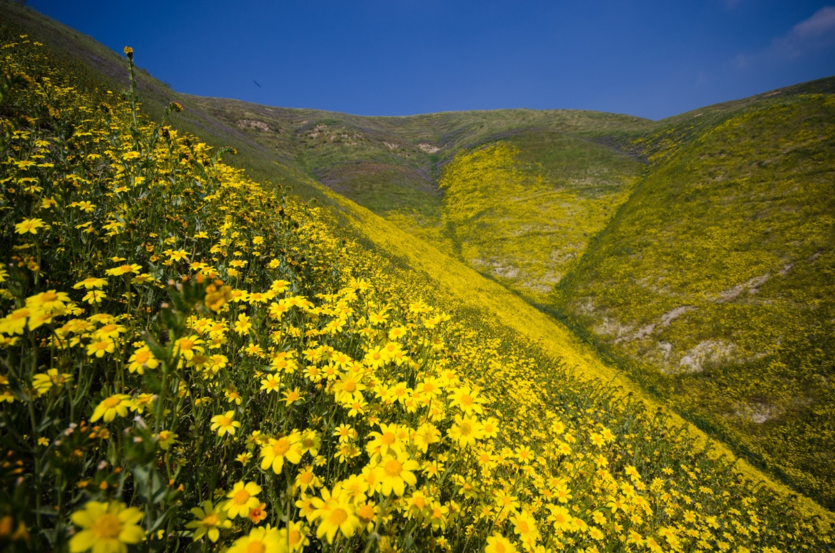 Sigma 10-20mm F4-5.6 EX DC HSM sample photo. Hillside daisy photography