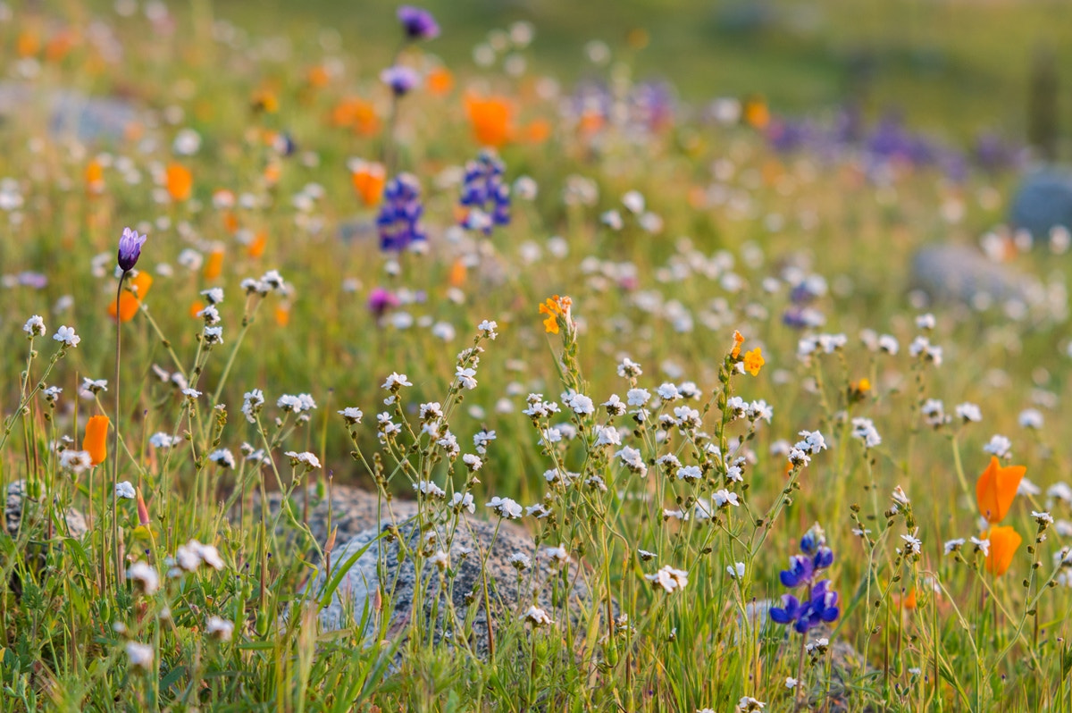 Sigma 70-200mm F2.8 EX DG Macro HSM II sample photo. Wildflowers in arvin photography