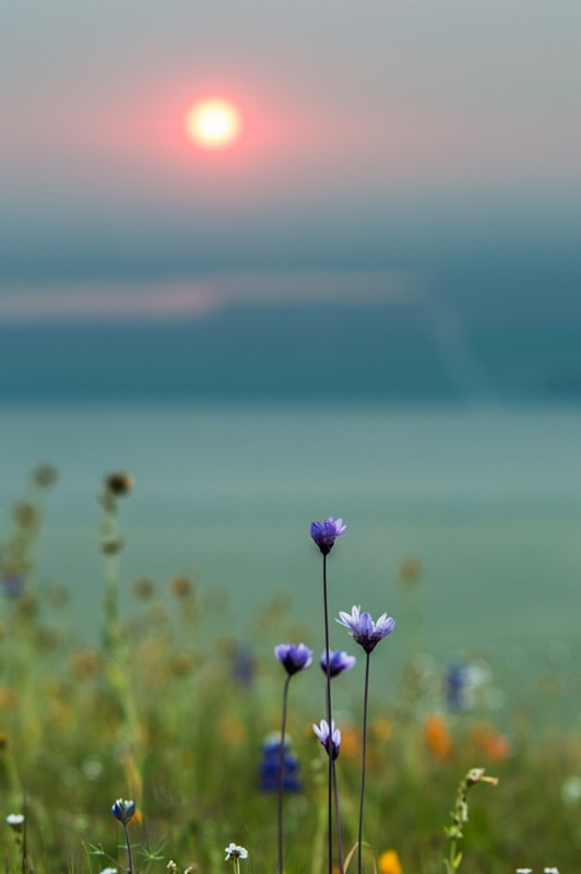 Nikon D3200 + Sigma 70-200mm F2.8 EX DG Macro HSM II sample photo. Wildflowers in arvin photography