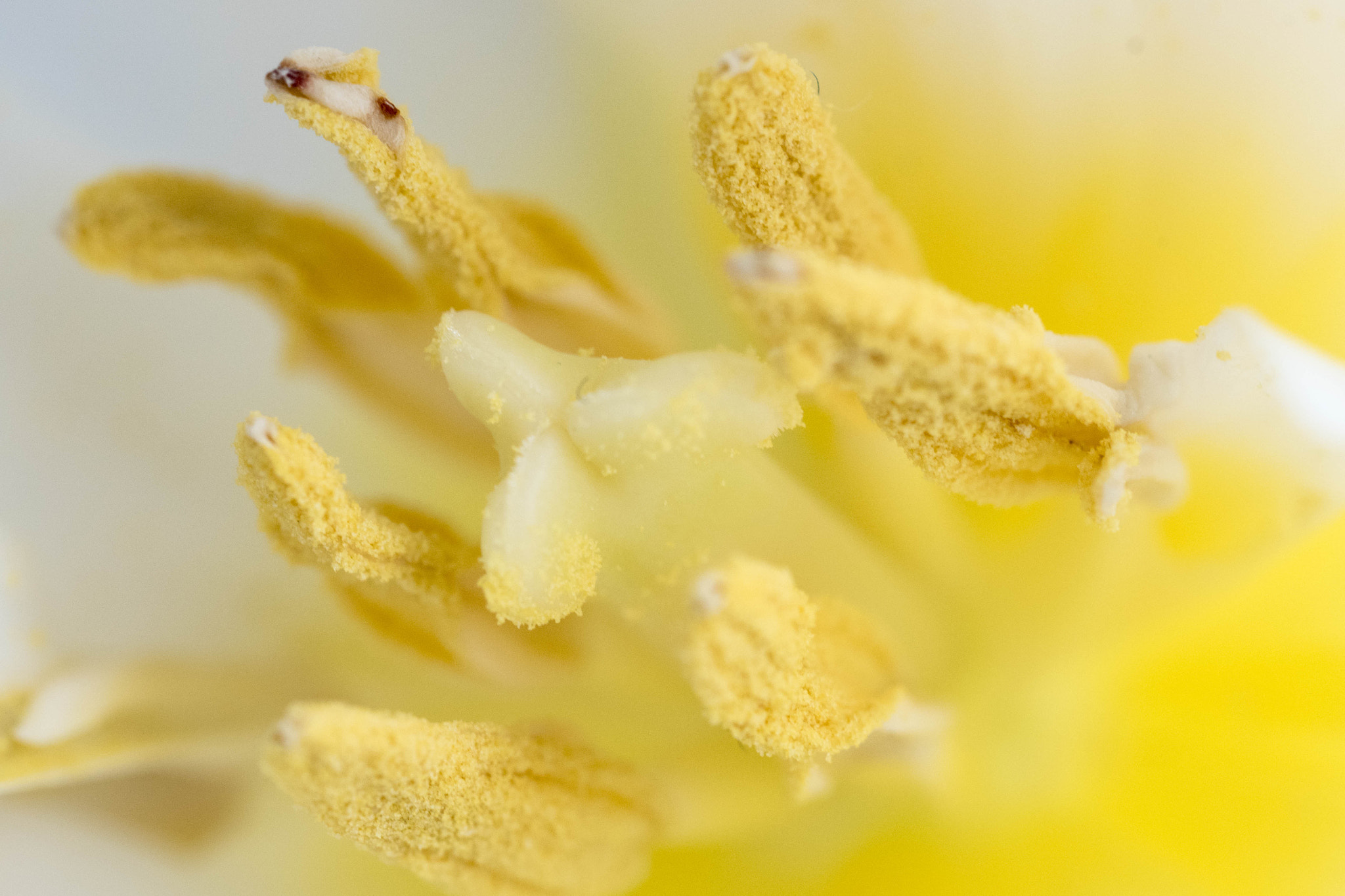 Nikon D810 + Nikon AF Micro-Nikkor 60mm F2.8D sample photo. ©yasmin simpson photography