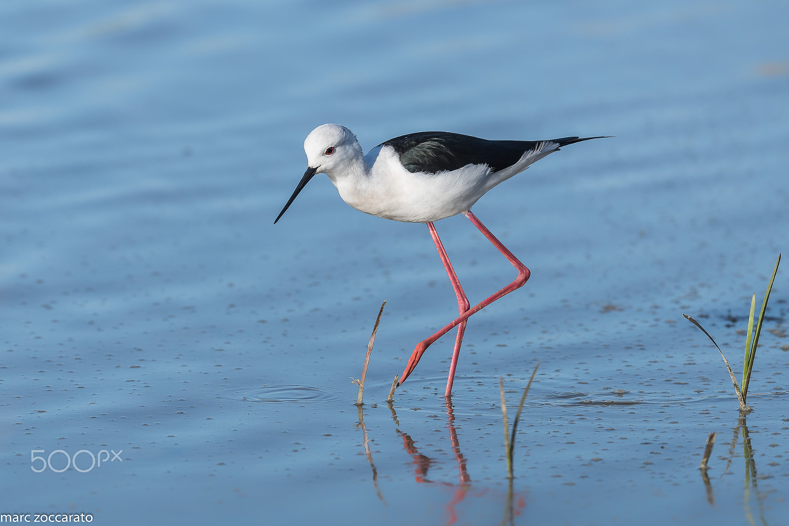 Nikon AF-S Nikkor 500mm F4E FL ED VR sample photo. Echasse blanche - himantopus himantopus - 2017-03-19 photography