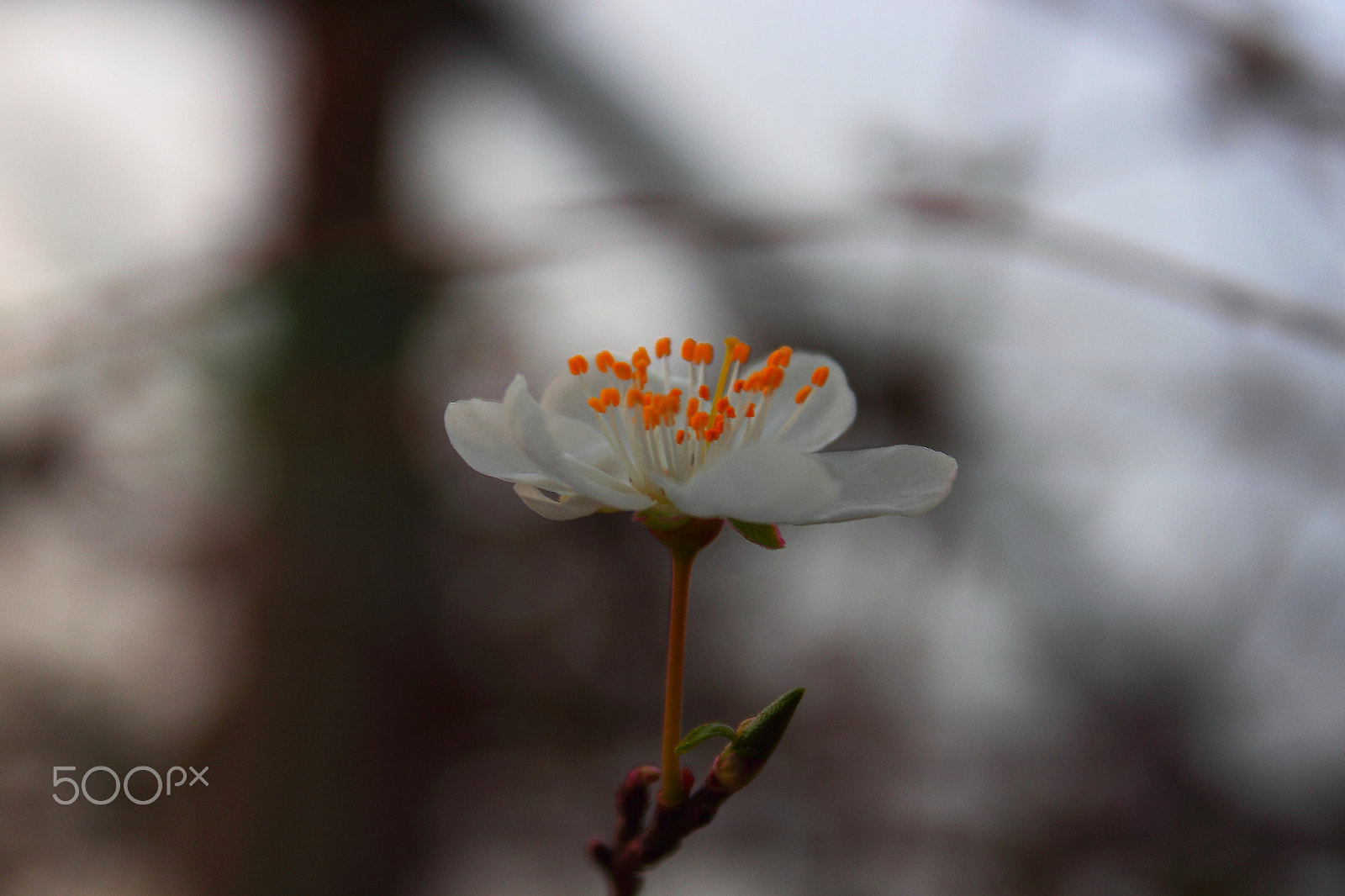 Canon EF-S 18-55mm F3.5-5.6 IS sample photo. Morning... photography