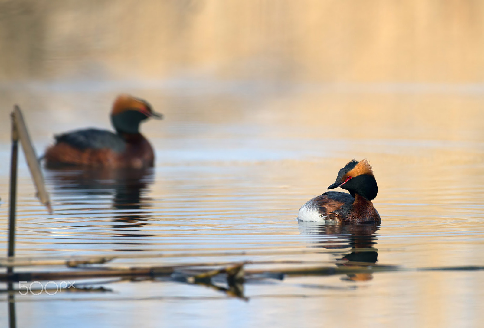 Canon EF 500mm F4L IS USM sample photo. Horned grebe photography