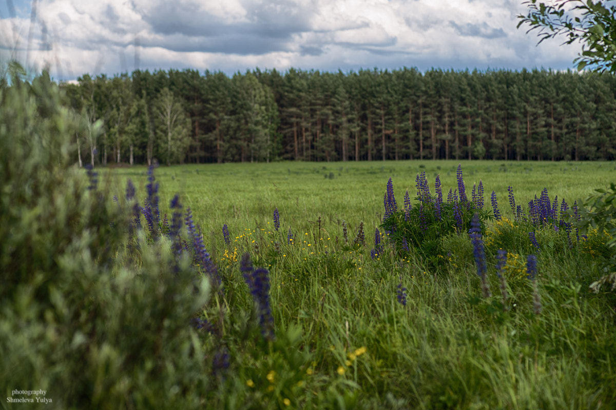 Sony a99 II sample photo. Пейзаж с люпинами photography