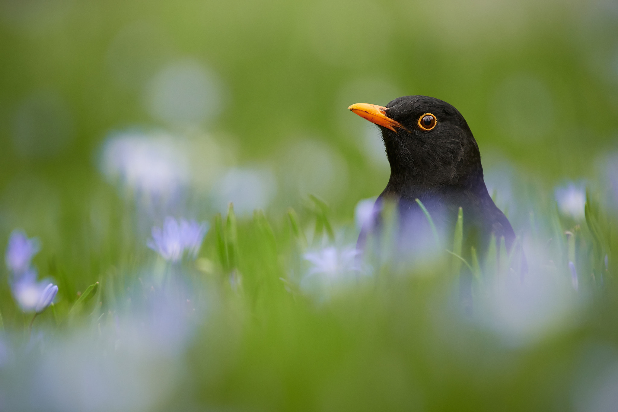 Nikon D500 sample photo. Common blackbird (turdus merula) photography