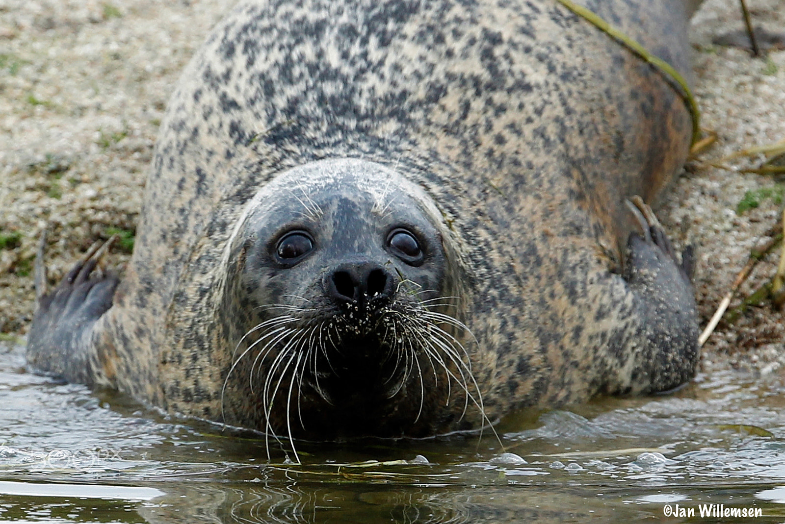 Canon EOS-1D Mark IV sample photo. Seal photography