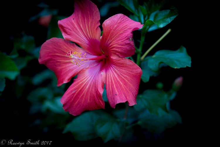 Canon EOS 100D (EOS Rebel SL1 / EOS Kiss X7) + Canon EF 50mm F1.4 USM sample photo. Red hibiscus photography