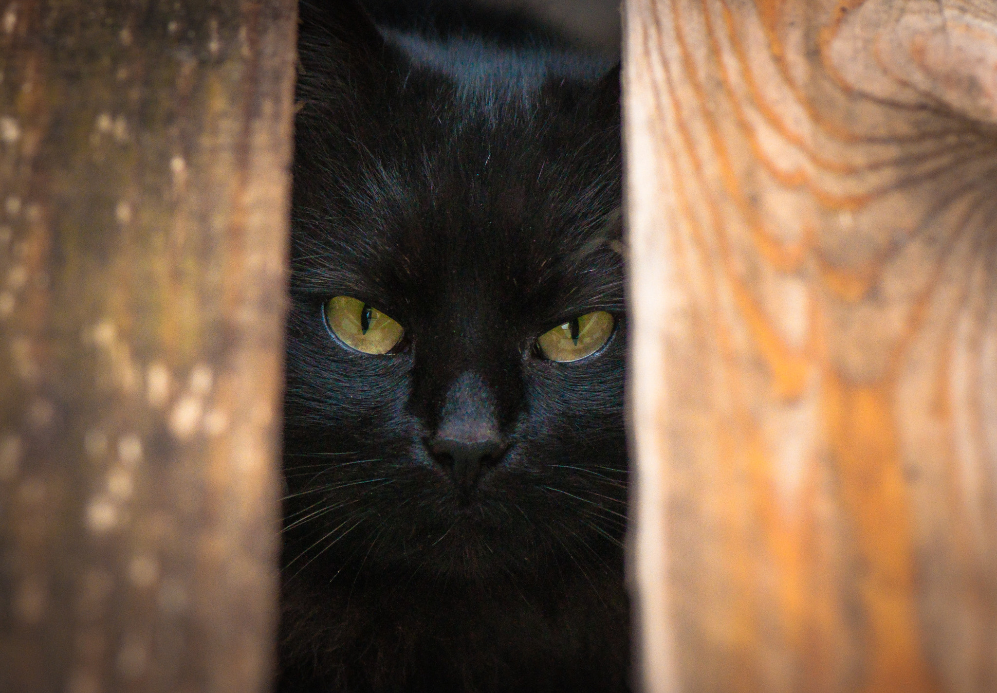 Nikon AF-S Micro-Nikkor 105mm F2.8G IF-ED VR sample photo. Andy. Енді. photography