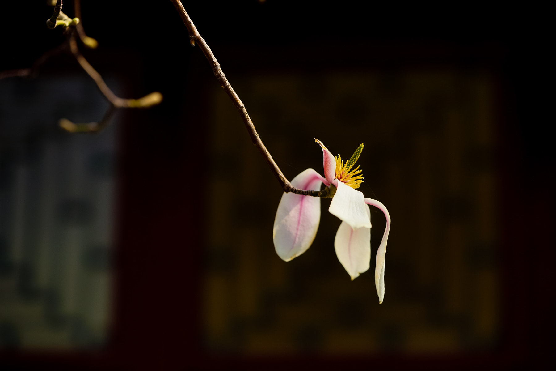 Sony a7 sample photo. Magnolia on dark background photography