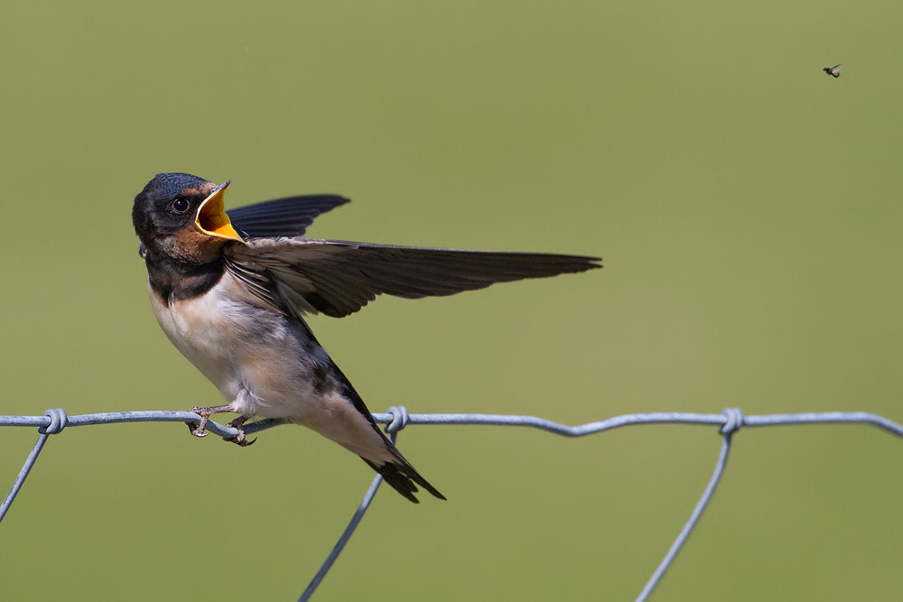 Canon EOS 7D + Canon EF 500mm F4L IS USM sample photo. Barn swallow photography