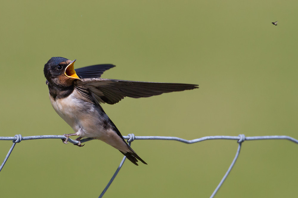 Canon EOS 7D + Canon EF 500mm F4L IS USM sample photo. Barn swallow photography