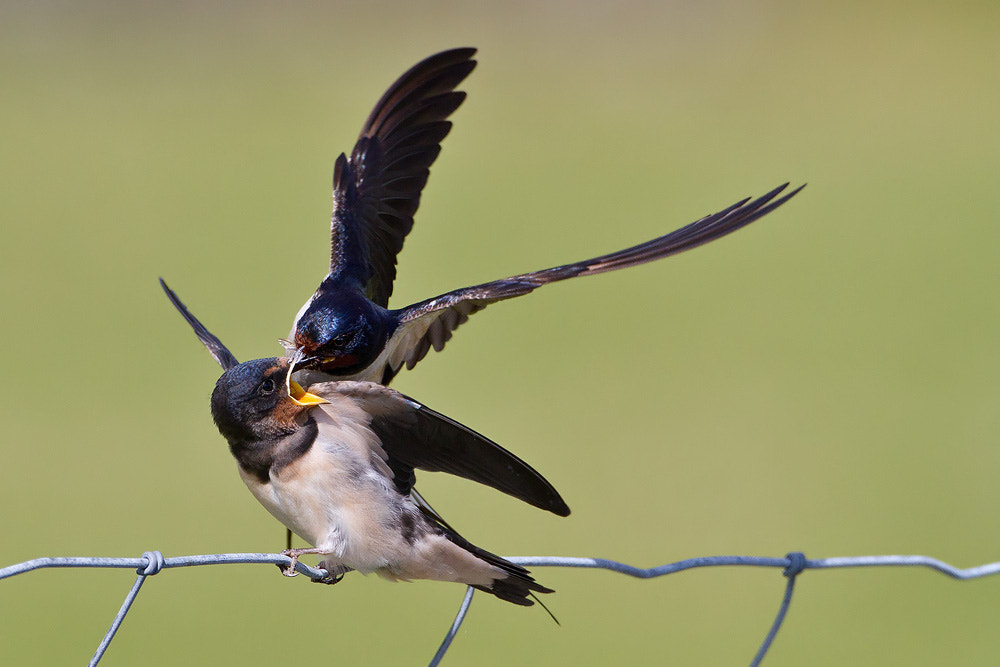 Canon EOS 7D sample photo. Barn swallow photography