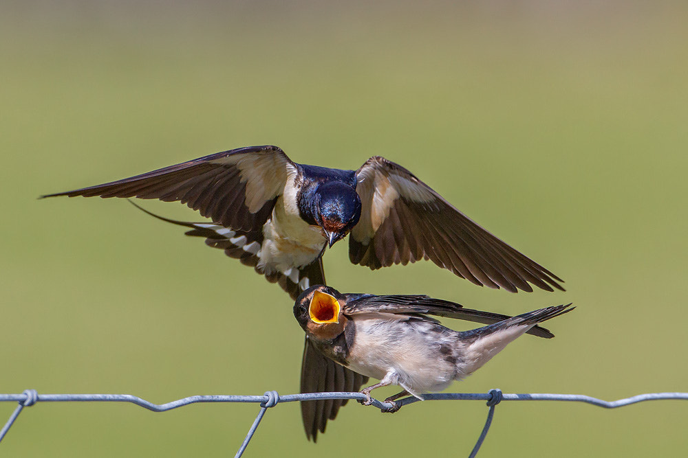 Canon EOS 7D sample photo. Barn swallow photography