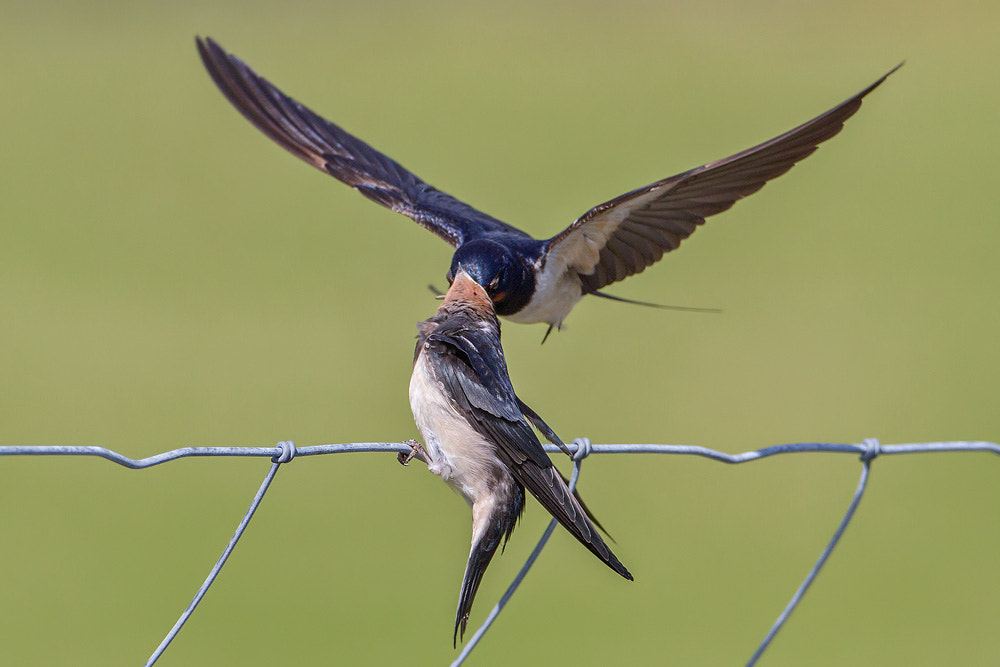 Canon EOS 7D + Canon EF 500mm F4L IS USM sample photo. Barn swallow photography