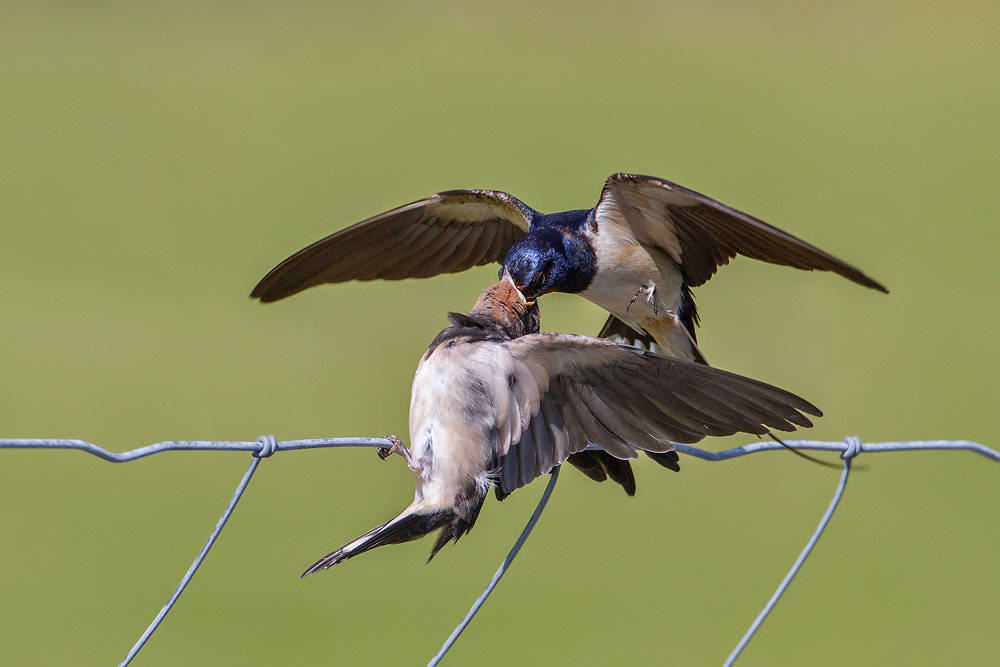 Canon EF 500mm F4L IS USM sample photo. Barn swallow photography