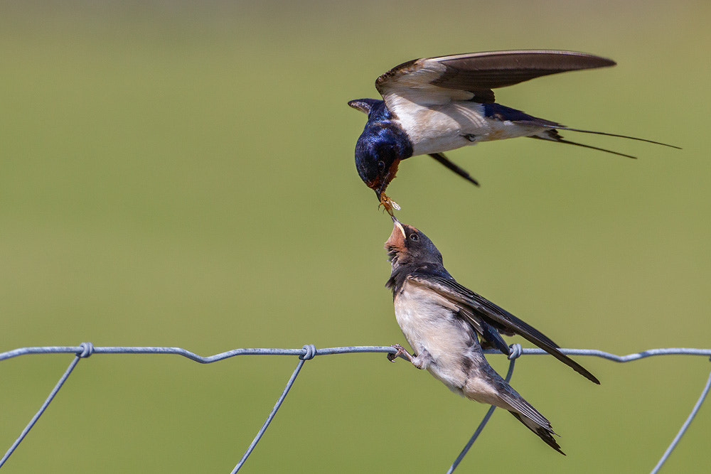 Canon EOS 7D + Canon EF 500mm F4L IS USM sample photo. Barn swallow photography