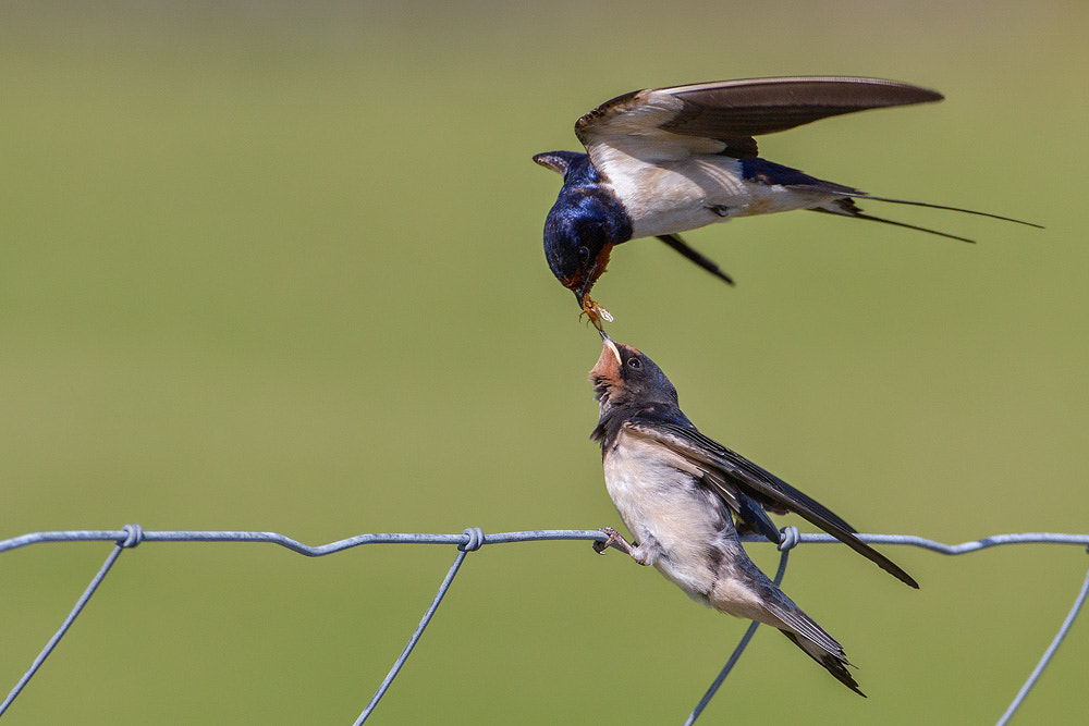 Canon EOS 7D sample photo. Barn swallow photography