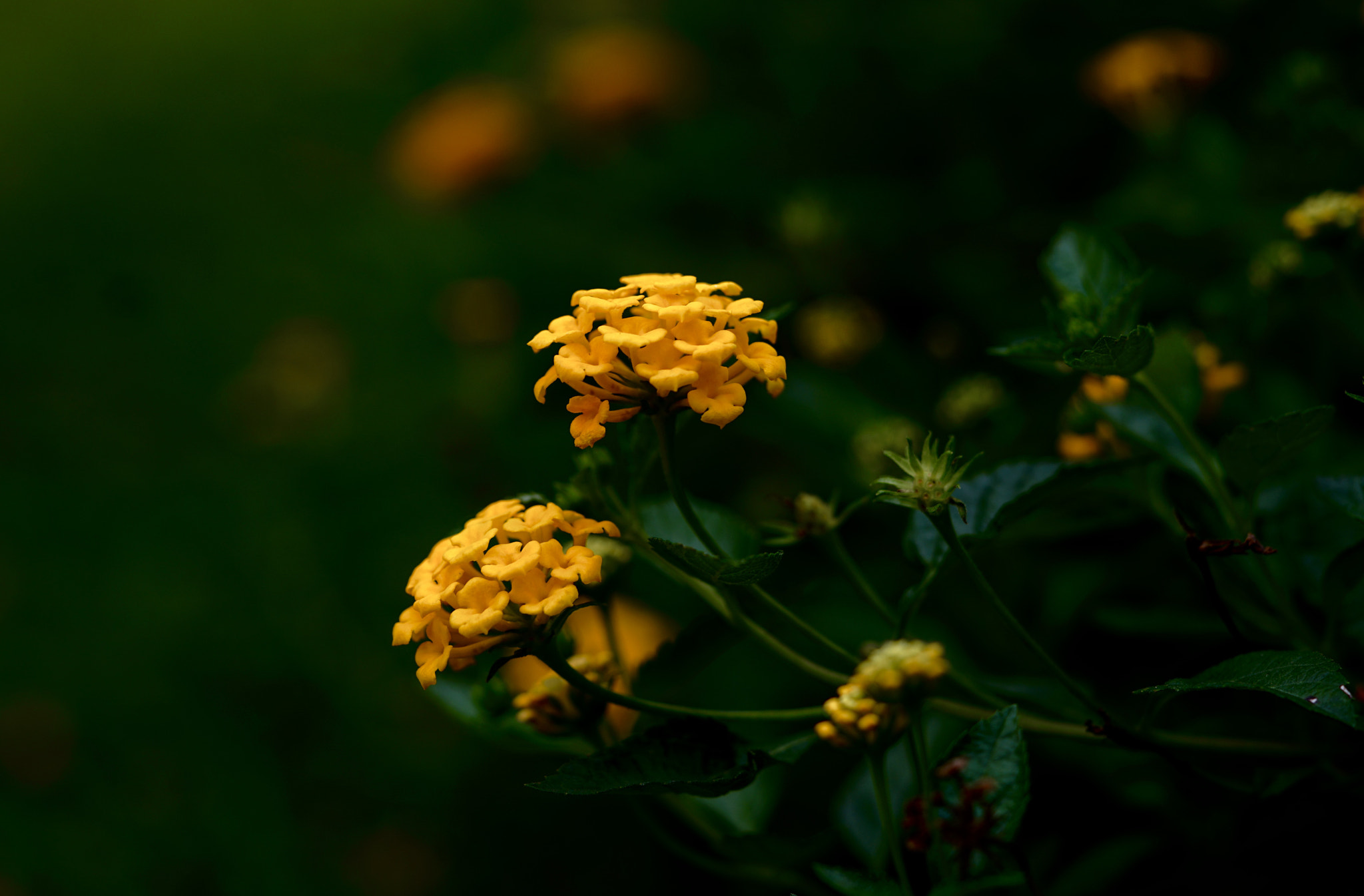 Sony a7R II + Sony FE 90mm F2.8 Macro G OSS sample photo. Evening yellow photography