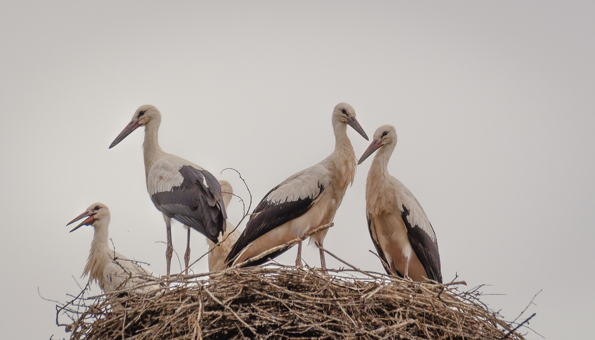 Nikon D5000 sample photo. Winged family. Крилата родина. photography