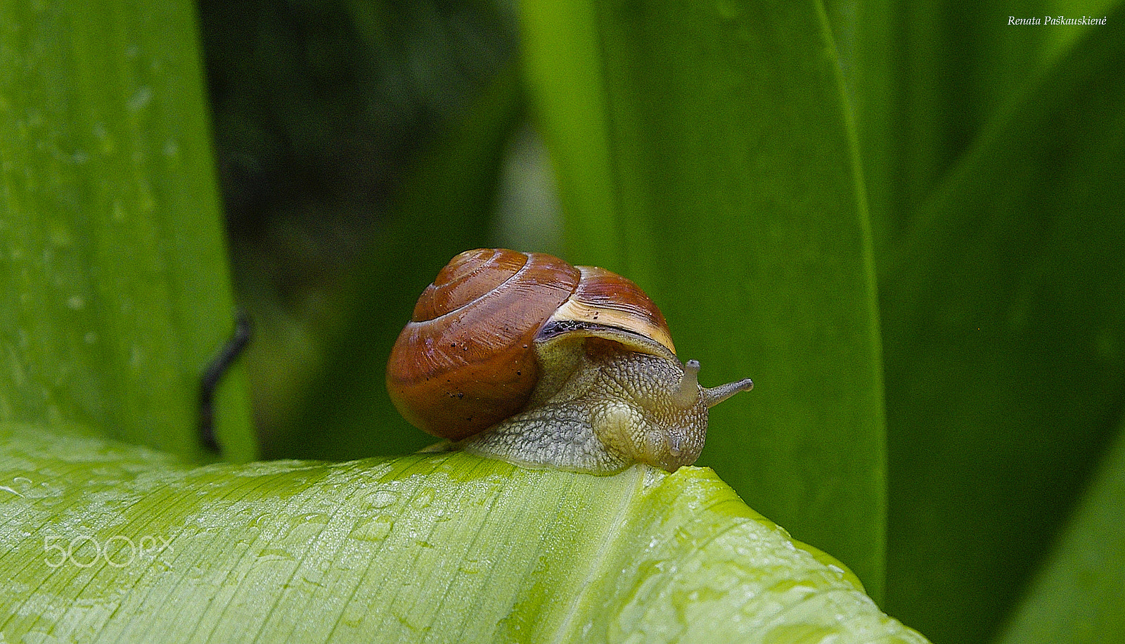 Pentax K-5 sample photo. Snail photography