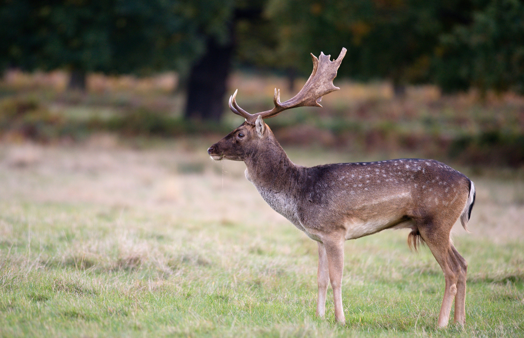 Nikon D610 + Nikon AF-S Nikkor 300mm F4D ED-IF sample photo. Fallow deer photography